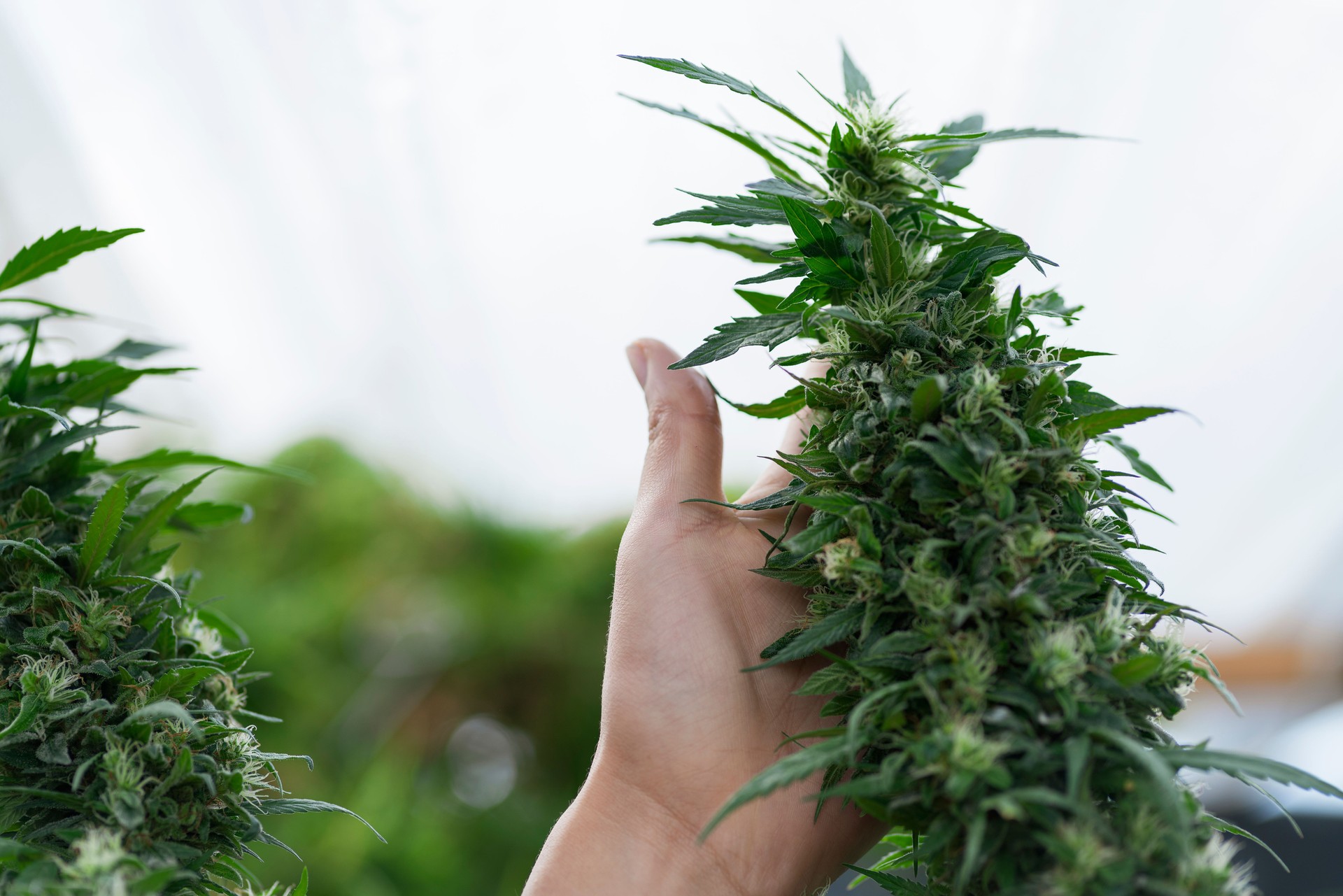 A farmer's hand checking the status of his marijuana plants and their growing condition and form so that he can soon harvest his marijuana tea product.